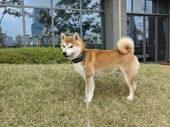 -瑞鹏宠物医院·骨科·猫科·内科(第一中心)