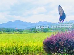 -东梓关景区村庄