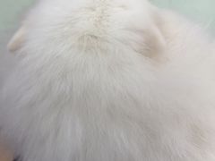 -瑞鹏宠物医院·宠保定点·心脏科·内科(御桥分院)