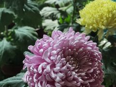 -花之城