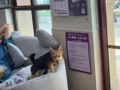 -宠爱国际动物医院·消化内科·心肾内科·ISFM猫友好(望京店)