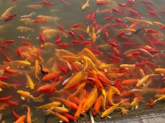 -武汉紫薇都市田园