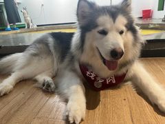 -Husky Go! 哈士奇体验馆·宠物咖啡厅狗咖