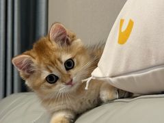 -欣宠猫屋·矮脚拿破仑·蓝金金渐层
