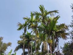 -中国科学院西双版纳热带植物园