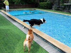 -汪说喵讲宠物乐园宠物酒店(红星美凯龙店)