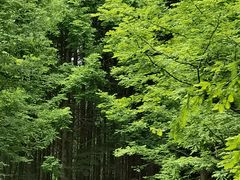 -桤木河湿地公园