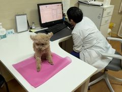 -北京观赏动物医院·24小时大型综合·猫专科·异宠专科