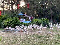-广州长隆飞鸟乐园