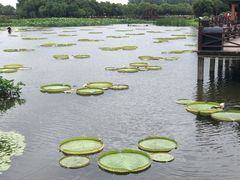 -荷塘月色湿地公园·向阳花洲