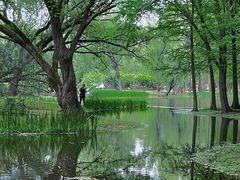 -上海共青森林公园