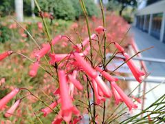 -香蜜公园