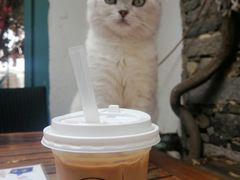 -喵屿·大理花园猫咖