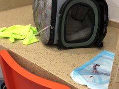-伟伟宠物医院·CT影像中心·瑞派犬猫综合性门诊(汉口总院)