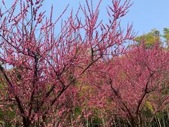 -苏州上方山国家森林公园