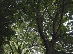 -成都市活水公园