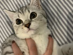 -袖虎宠物(岭南新世界店)