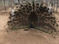 -草根堂农场