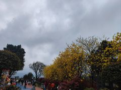 -铁山坪森林公园