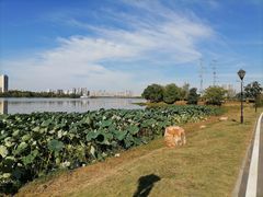 -金银湖国家城市湿地公园