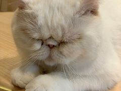 -猫腻·猫咖·撸猫馆(星光大道店)