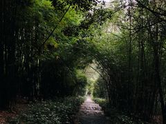 -潜山国家森林公园