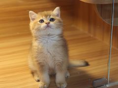-猫十亿·布偶金渐层·曼基康矮脚猫舍(青年路店)