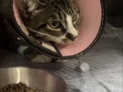 -暖阳宠物医院·犬猫康复中心·骨科