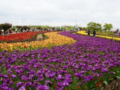 -荷兰花海