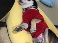 -逗柴咖啡屋·狗咖猫咖宠物桌游