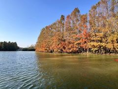 -上海海湾国家森林公园