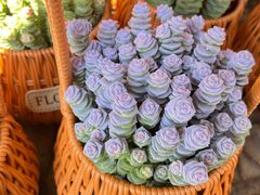 -溪岸路花鸟市场