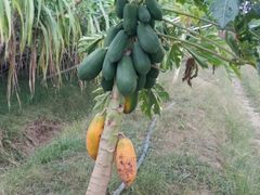 -迪茵湖田家舍生态农场