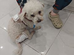 -纳吉亚猫专科动物诊疗中心(蒋宅口分院)