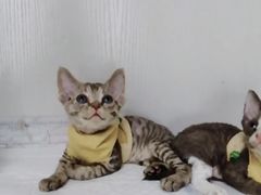 -Bastet sally猫舍购宠(静安店)