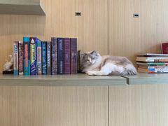 -飞行喵MR PILOT|猫舍·猫咖(静安大融城店)