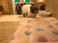 -屋虎猫馆(宝安大仟里店)
