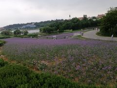 -大塘金香草谷
