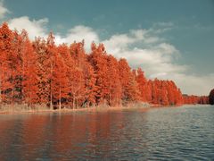 -上海海湾国家森林公园