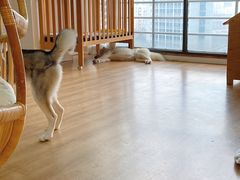 -Husky Go! 哈士奇体验馆·宠物咖啡厅狗咖