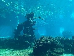 -海棠湾洲际-涛·海底餐厅·美人鱼·自助餐·海底隧道