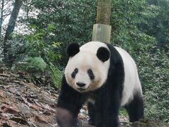 -中国大熊猫保护研究中心雅安碧峰峡基地