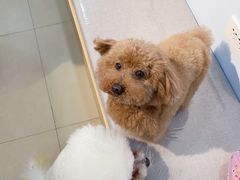 -喵宠乐园·撸猫互动·猫舍