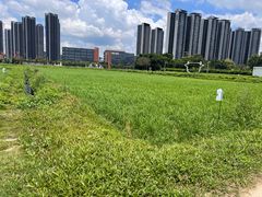 -光明小镇欢乐田园
