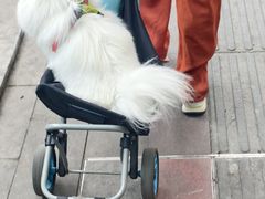 -恒幸动物医院·急重症转诊中心·神经内外科·CT核磁