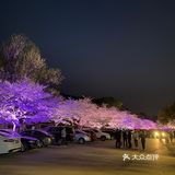 无锡鼋头樱花+夜樱