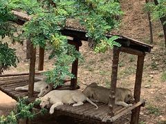 -石家庄市动物园