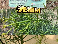 -正佳雨林生态植物园