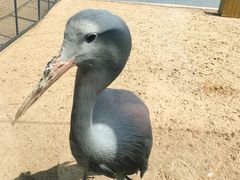-盐城丹顶鹤湿地生态旅游区