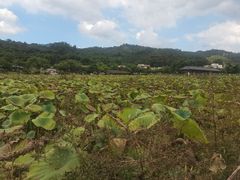 -红山村